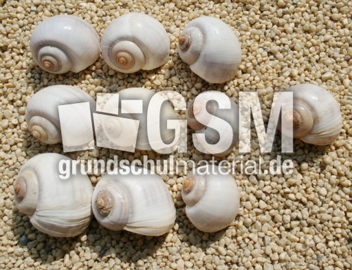 Schneckenhäuser-9+1.jpg